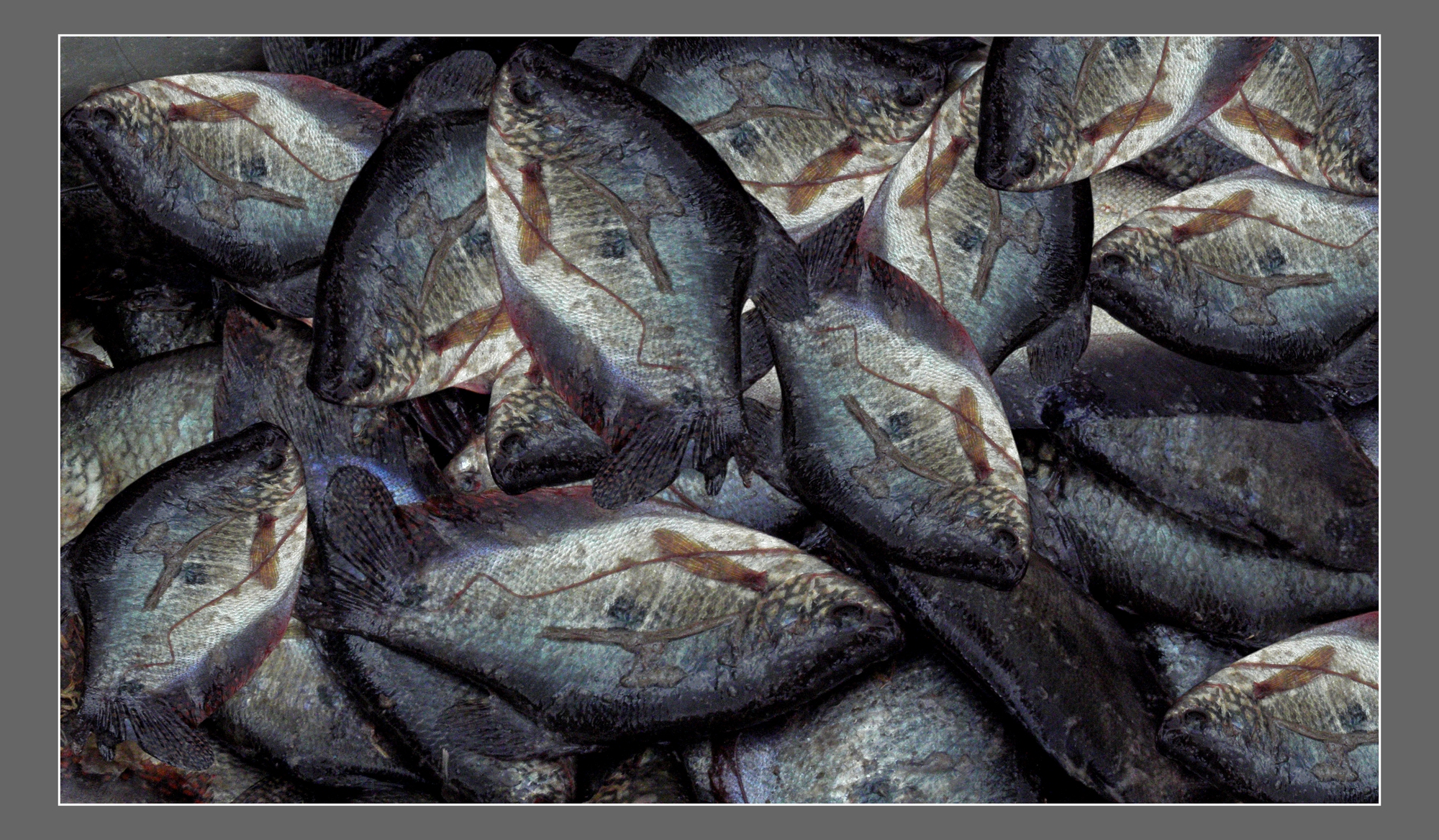 Cận cảnh loài cá đồng-cá đặc sản nổi tiếng bắt trong rừng ngập nước Cà Mau - Ảnh 5.