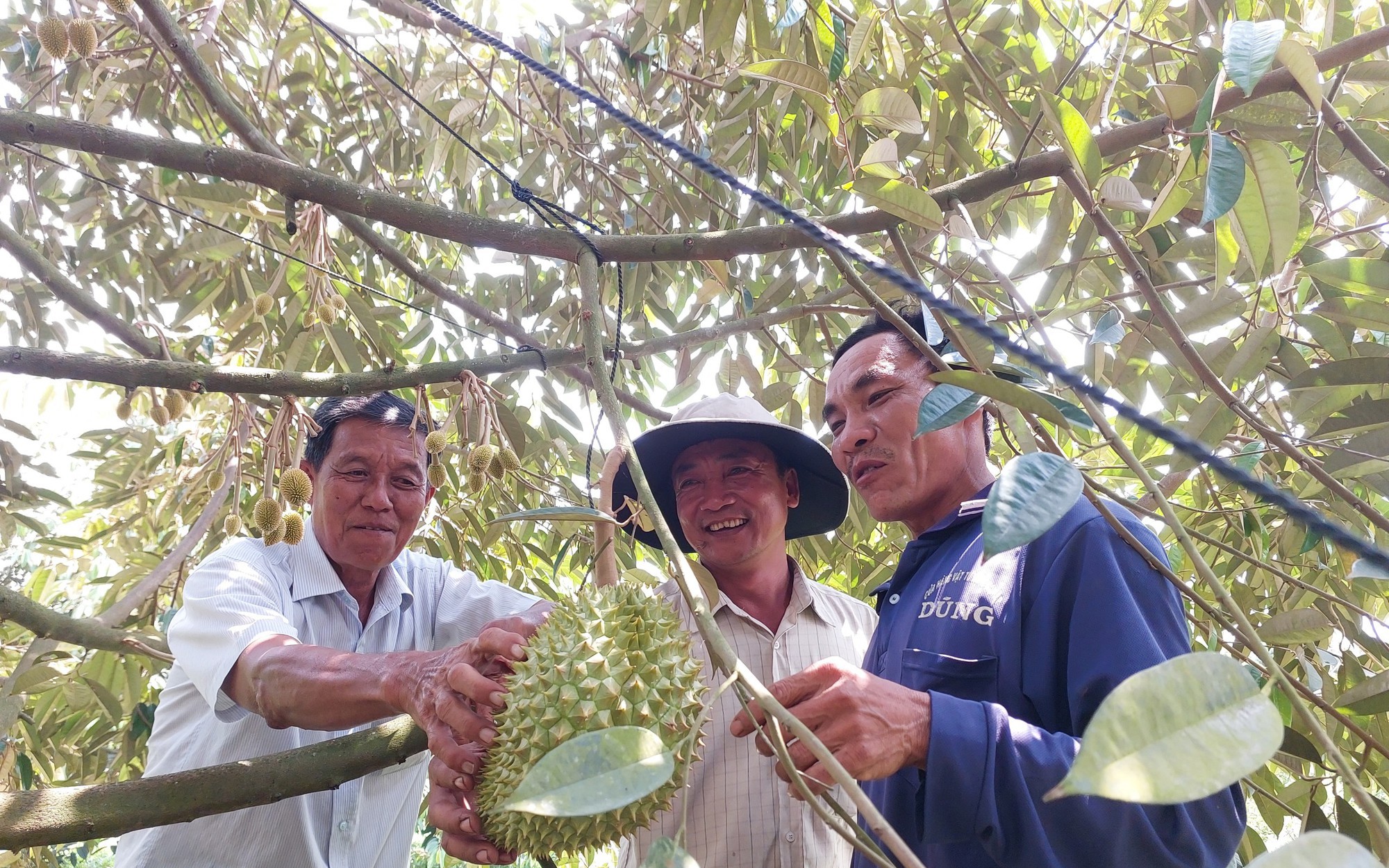Một nơi ở Kiên Giang, nông dân &quot;liều&quot; trồng loại cây mới, ai ngờ hái trái bán đắt tiền, nhà nào cũng giàu