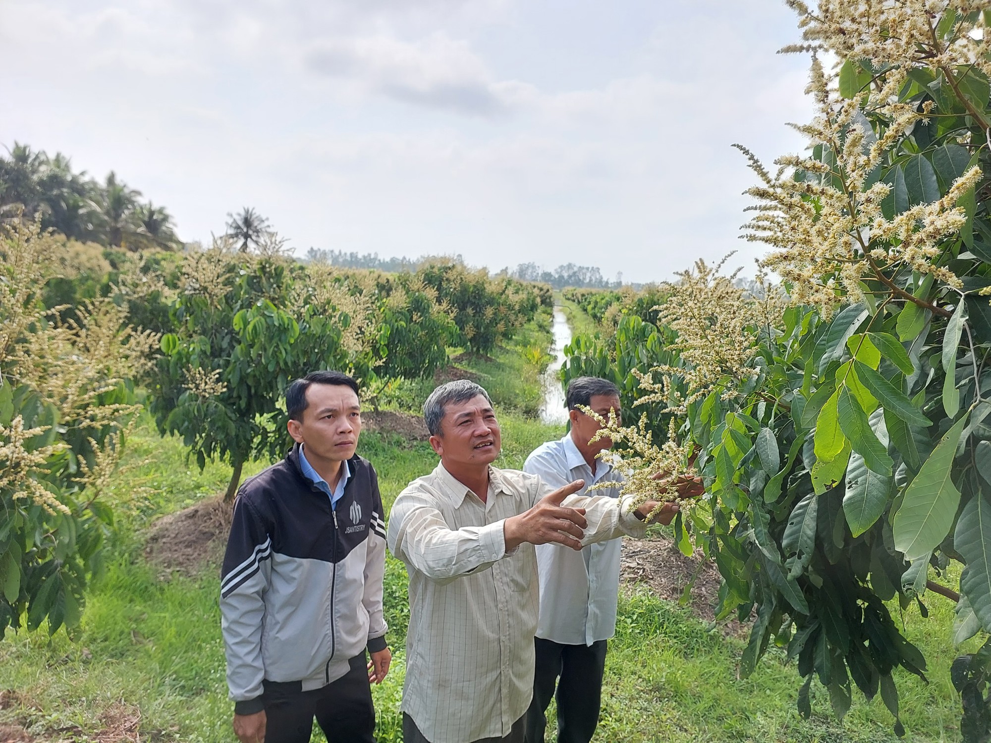 Một nơi ở Kiên Giang, nông dân &quot;liều&quot; trồng loại cây mới, ai ngờ hái trái bán đắt tiền, nhà nào cũng giàu - Ảnh 1.