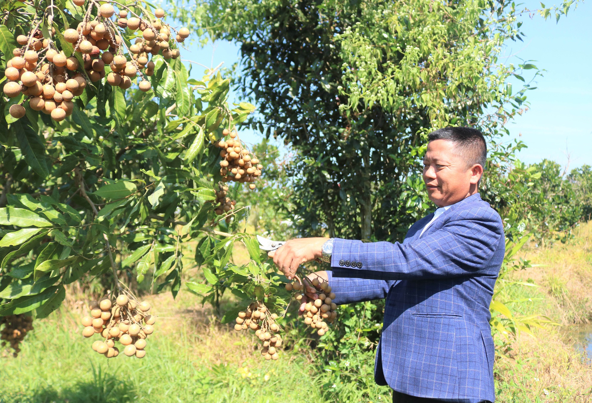 Trời nắng chang chang, đến một nơi ở Kon Tum thấy vườn nhãn lồng Hưng Yên cây thấp tè trái ra quá trời - Ảnh 1.