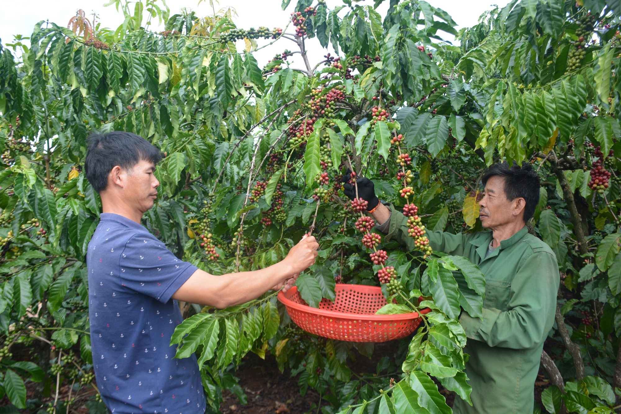 Giá cà phê đạt gần 70 ngàn đồng/kg nhân, người dân Lâm Đồng “mất ăn, mất ngủ” vì “cà tặc” - Ảnh 5.
