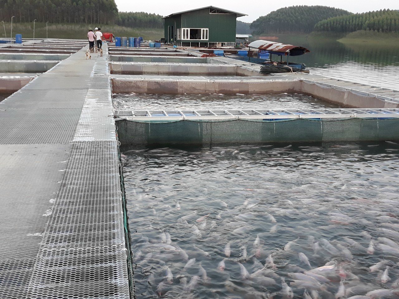 Một HTX ở Yên Bái có 4 sản phẩm đạt OCOP được chế biến từ loại cá đặc sản Hồ Thác Bà- Ảnh 2.