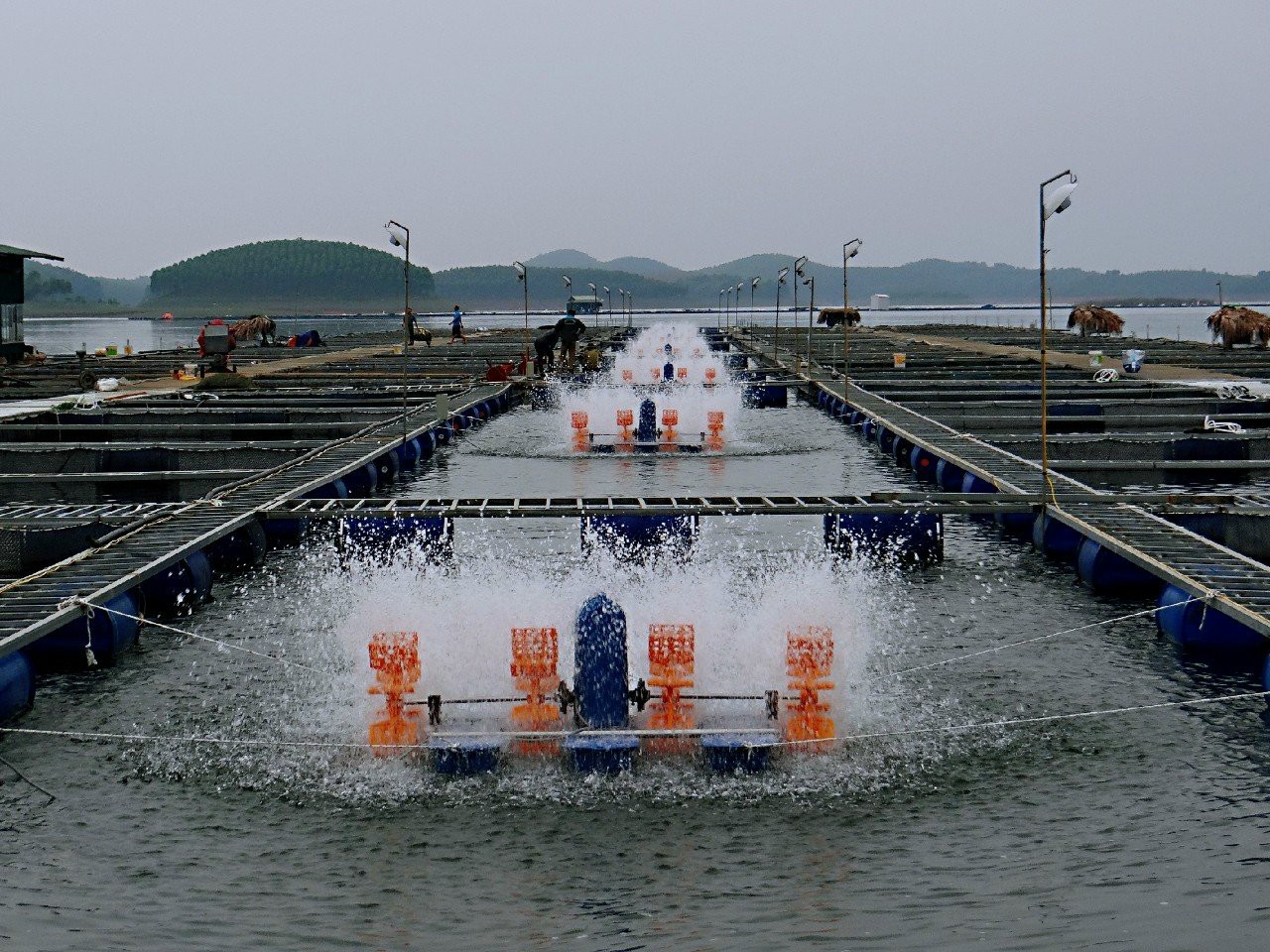 Một HTX ở Yên Bái có 4 sản phẩm đạt OCOP được chế biến từ loại cá đặc sản Hồ Thác Bà- Ảnh 1.