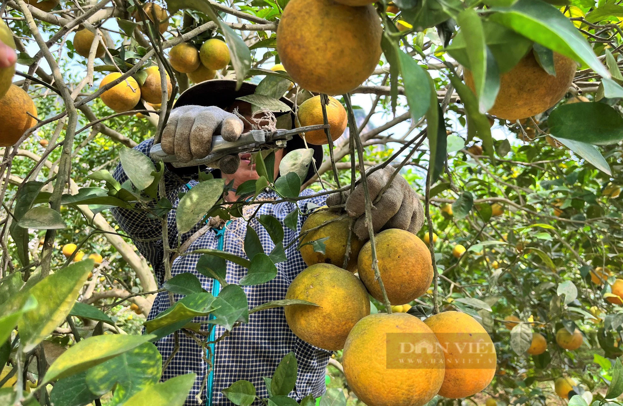 Bắt cây cam khó tính ra quả trĩu cành, công nhân hái không xuể, lão nông thu về tiền tỷ  - Ảnh 5.