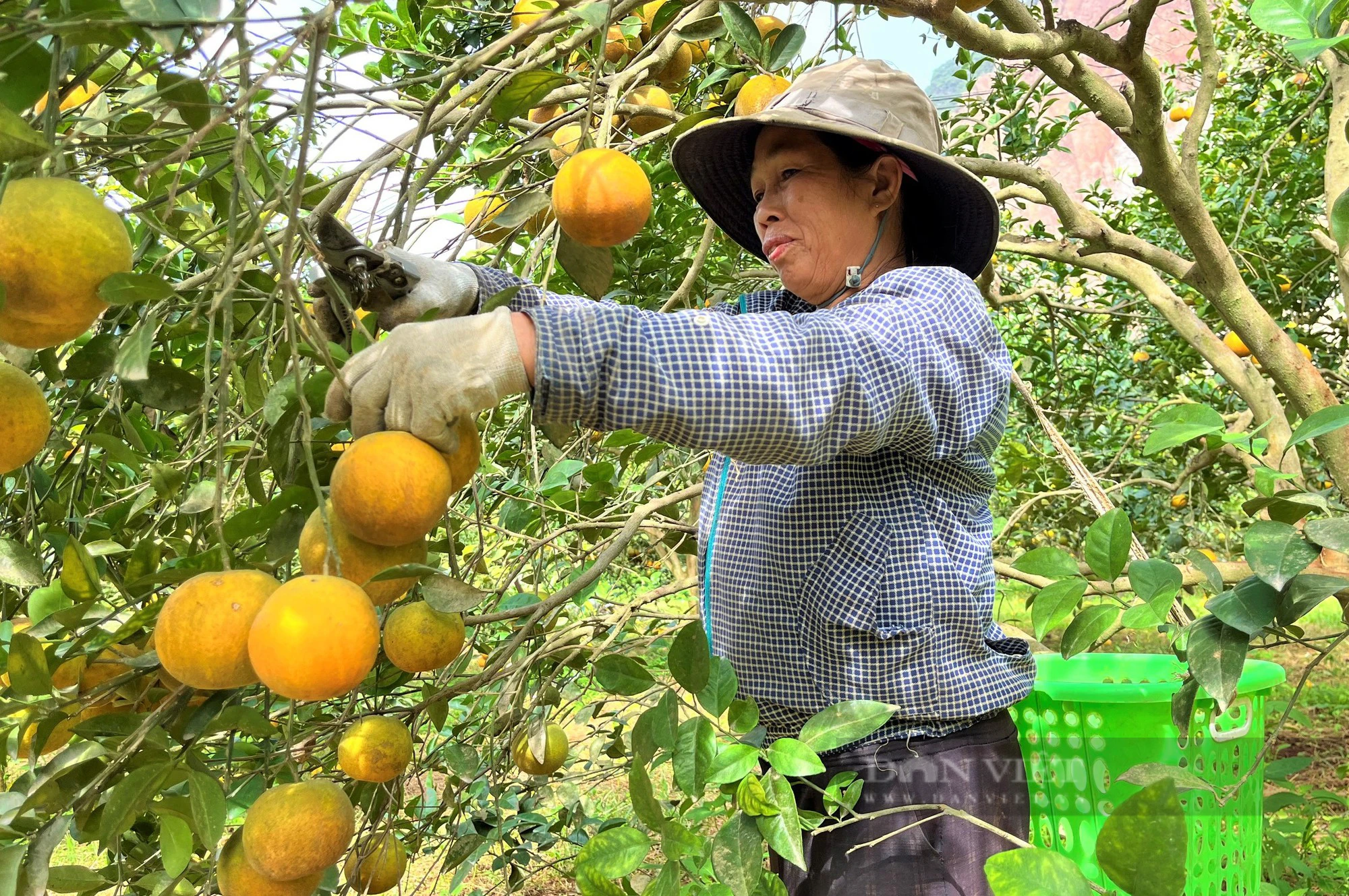 Bắt cây cam khó tính ra quả trĩu cành, công nhân hái không xuể, lão nông thu về tiền tỷ  - Ảnh 6.