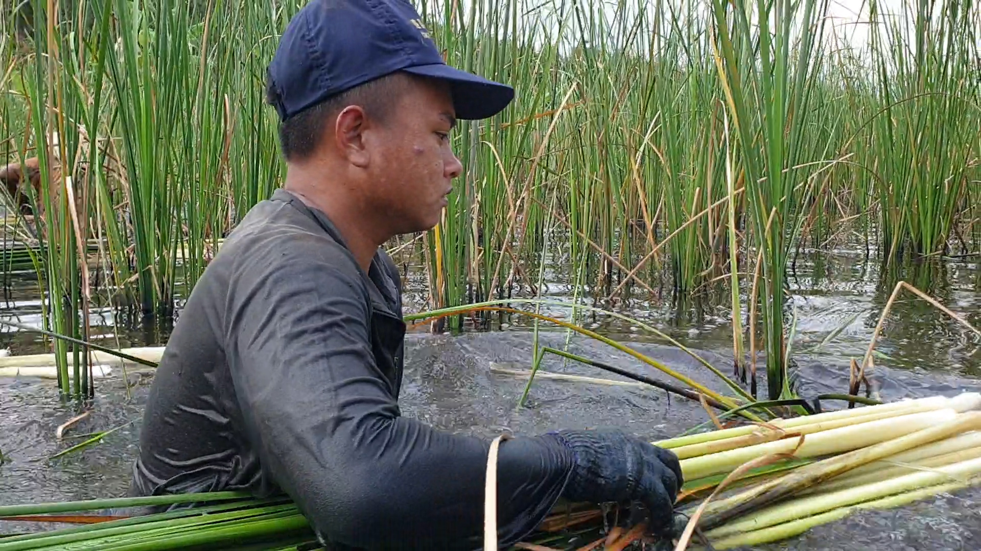 Nông dân Cà Mau “sống khỏe” với cây rau từng được xem là thứ bỏ đi, nay là đặc sản trong các nhà hàng - Ảnh 2.