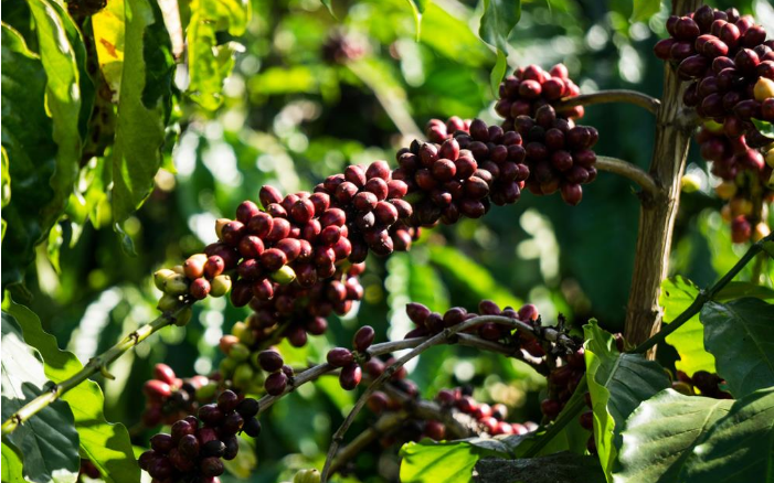Giá cà phê ngày 22/12: Ở trong nước hay ngoài nước, giá cà phê đều tăng vọt vì mối lo từ Đông Nam Á