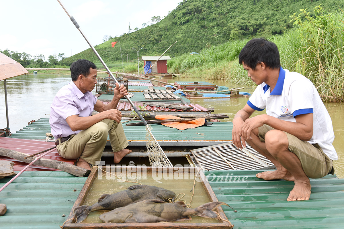 Loài cá có trong Sách Đỏ Việt Nam, màu trông như khúc gỗ mục, đang nuôi ở một dòng sông qua Tuyên Quang- Ảnh 1.