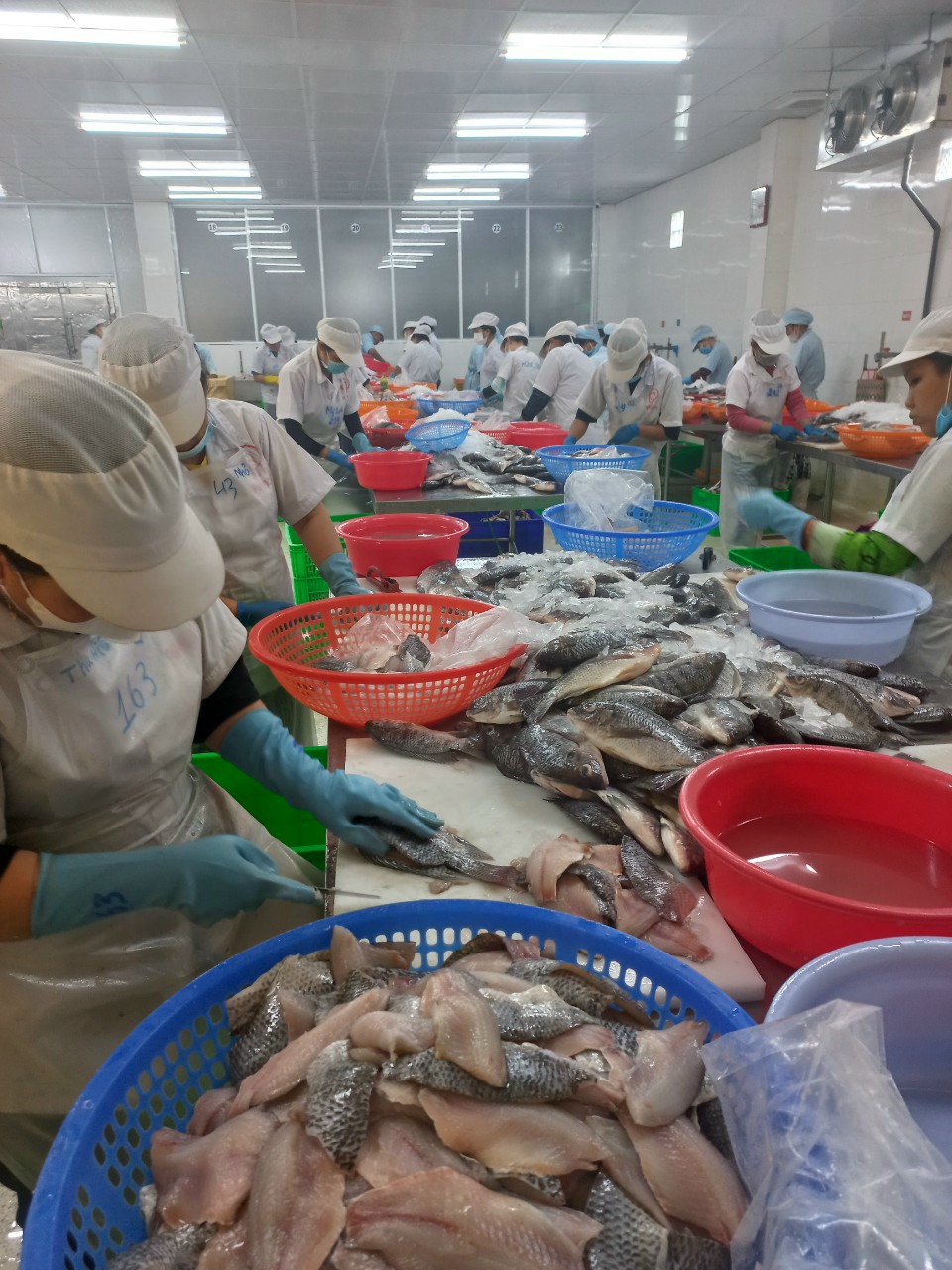 Việt Nam thu hàng trăm triệu USD mỗi năm về xuất khẩu surimi và bột cá - Ảnh 1.