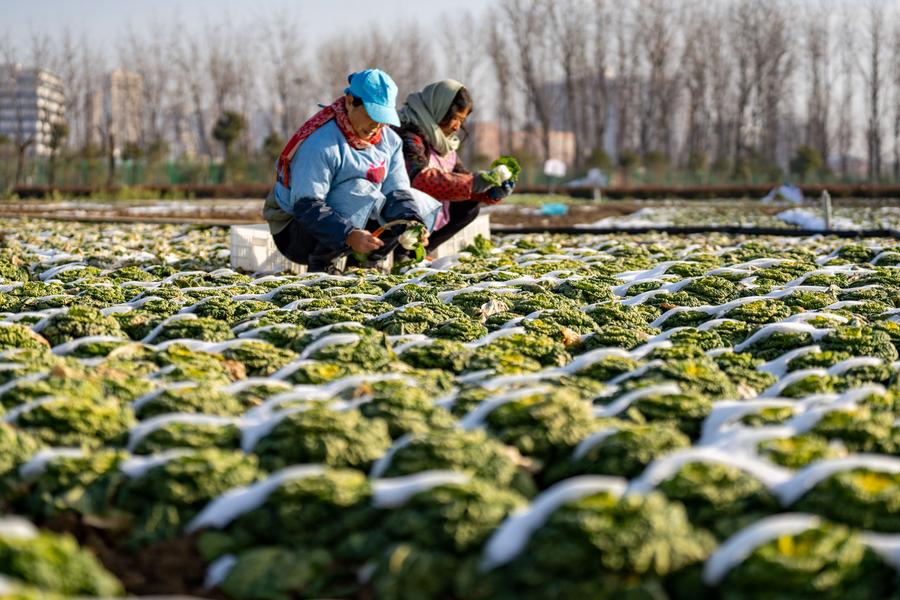 Vì sao sóng lạnh kỷ lục tại Trung Quốc có dấu hiệu suy yếu? - Ảnh 1.