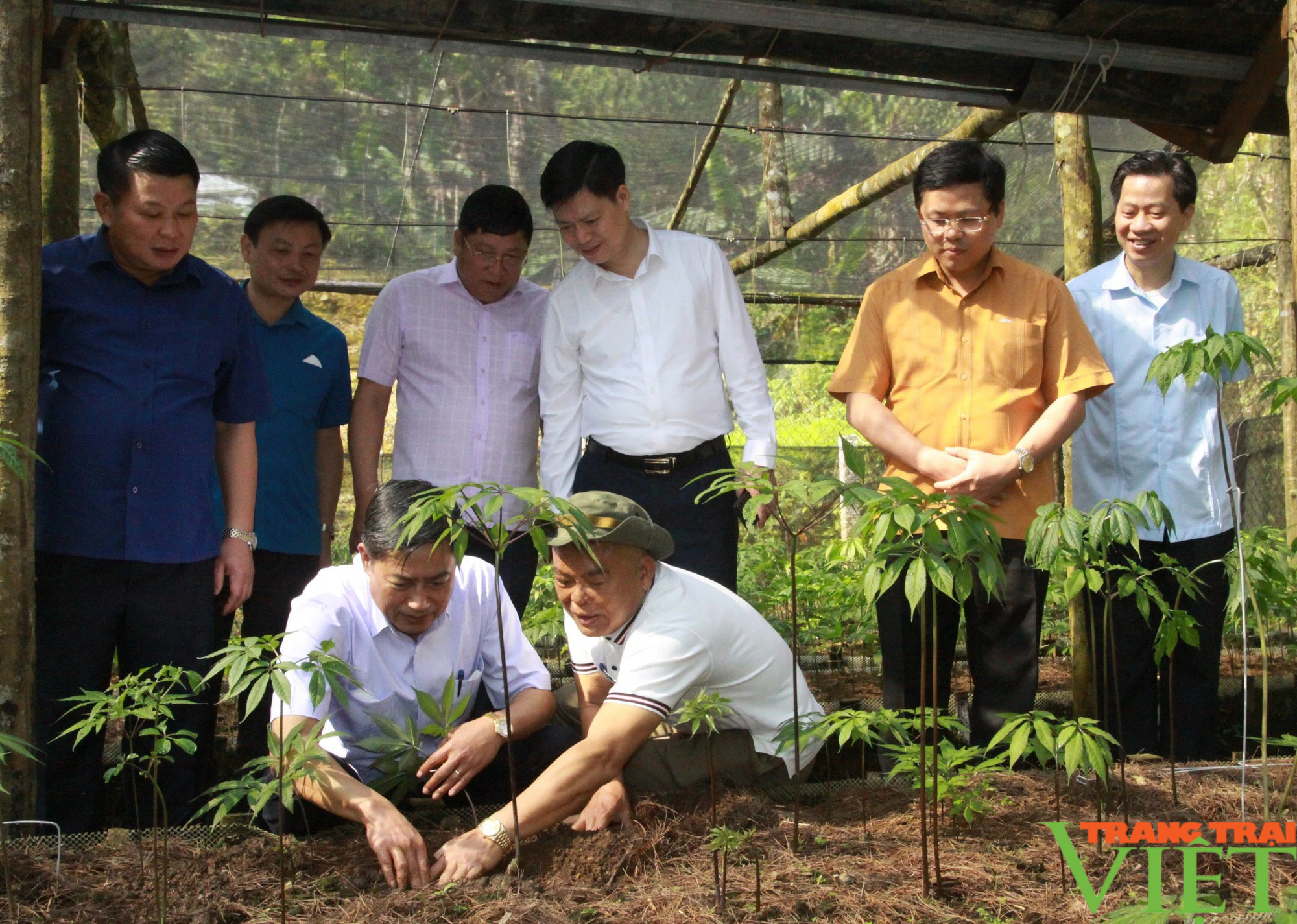 Sơn La: Mở rộng diện tích trồng sâm Ngọc Linh tại các huyện vùng cáo - Ảnh 2.