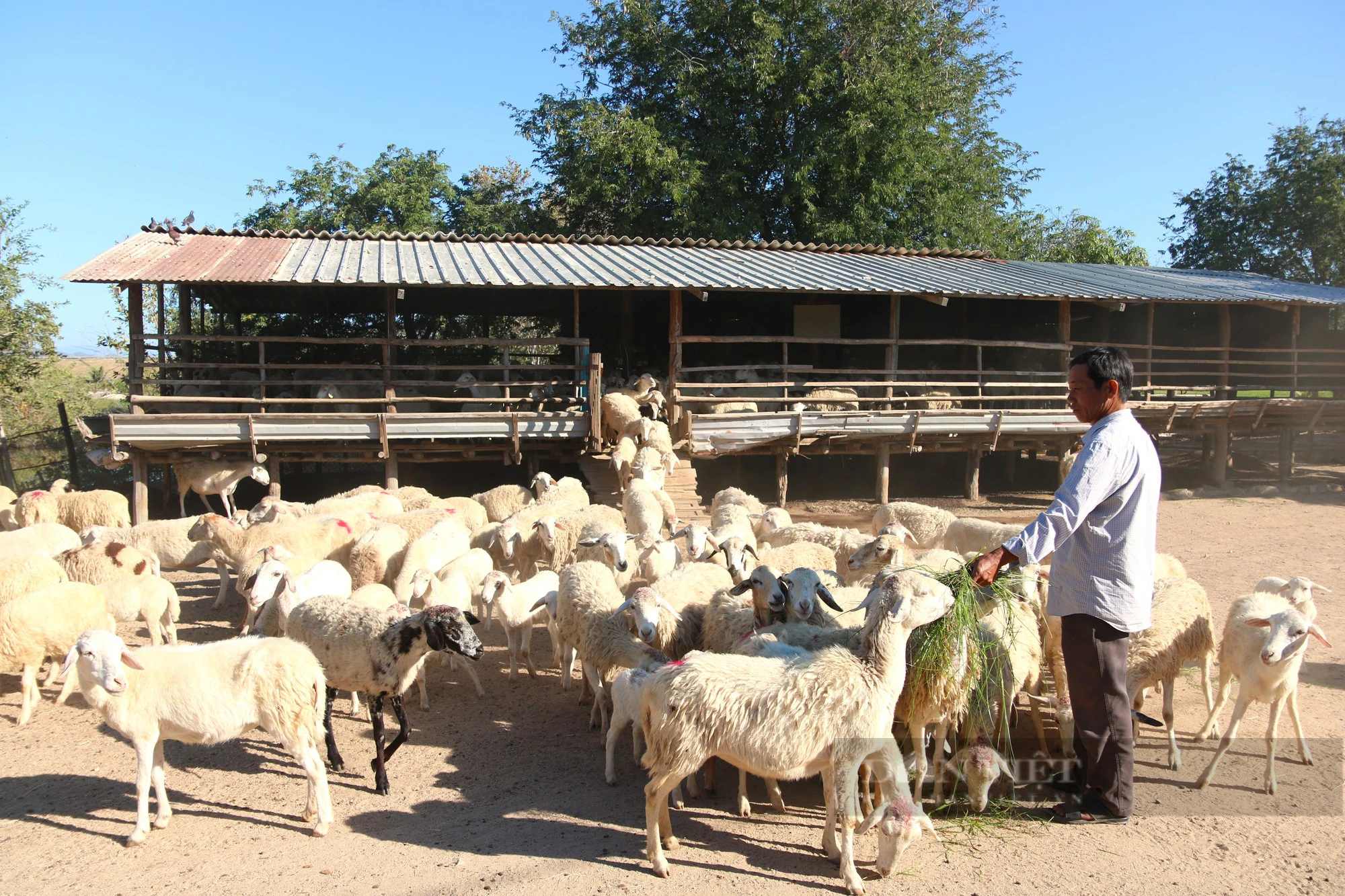 Ninh Thuận đưa cừu xuống phố diễu hành chào năm mới 2024 - Ảnh 3.
