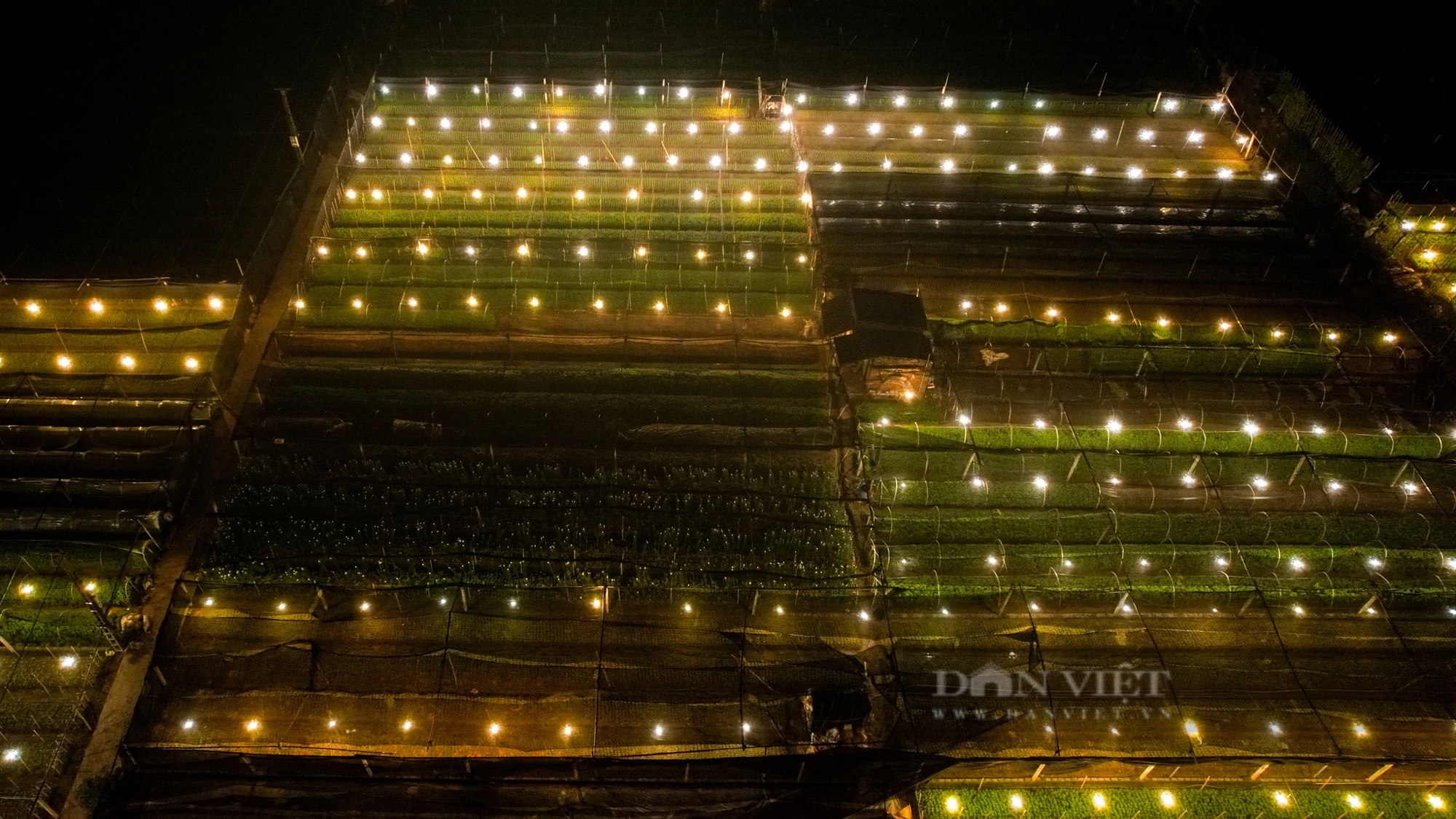 Người trồng hoa ở Hà Nội chong đèn xuyên đêm giữa tiết trời mưa rét lạnh giá- Ảnh 6.