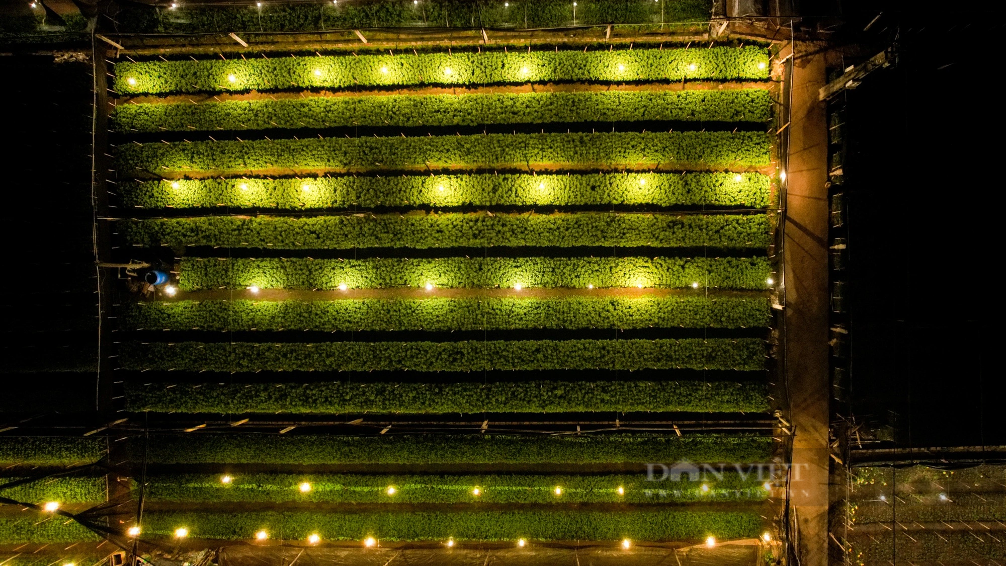 Người trồng hoa ở Hà Nội chong đèn xuyên đêm giữa tiết trời mưa rét lạnh giá- Ảnh 7.