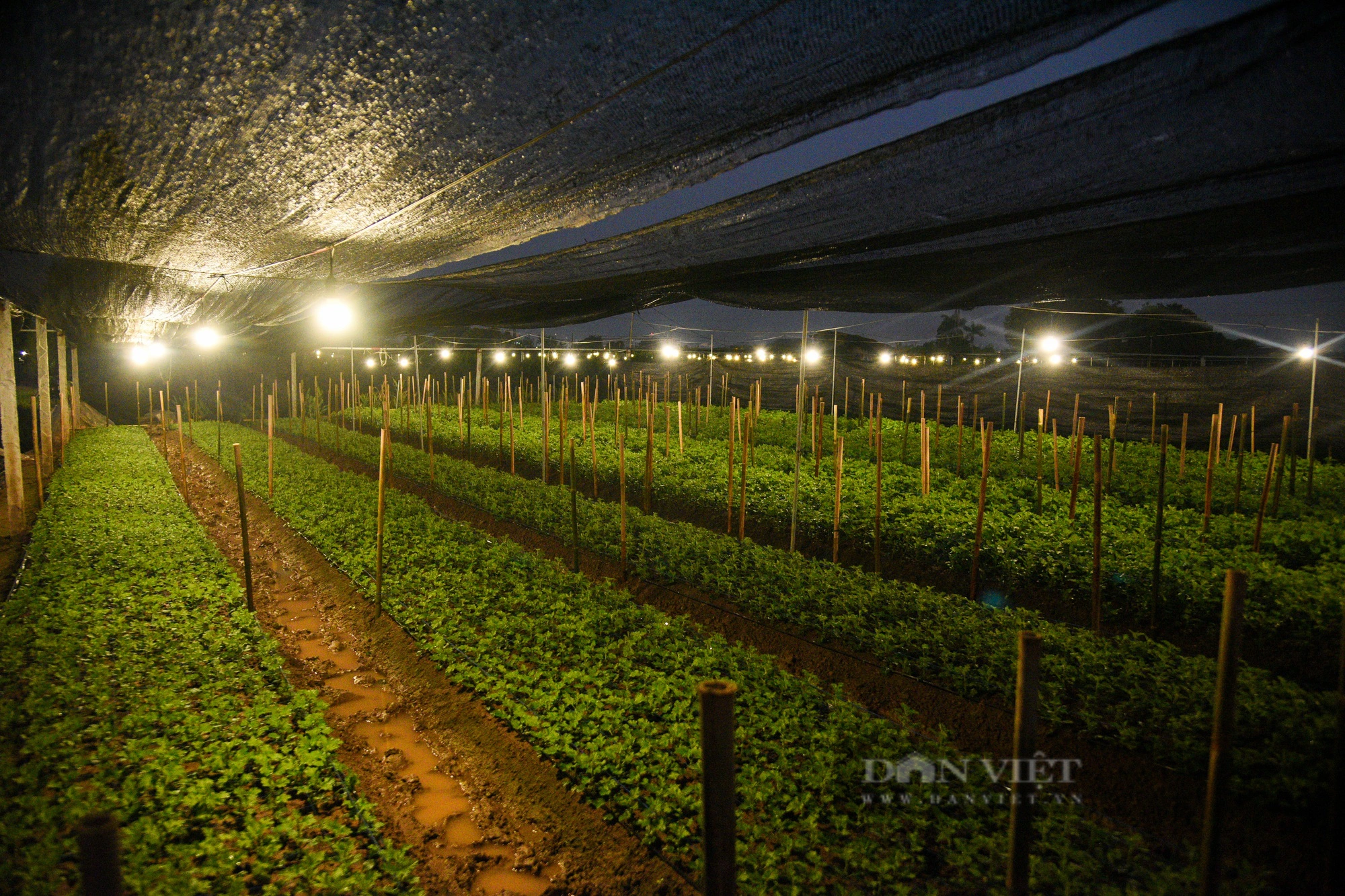 Người trồng hoa ở Hà Nội chong đèn xuyên đêm giữa tiết trời mưa rét lạnh giá- Ảnh 8.