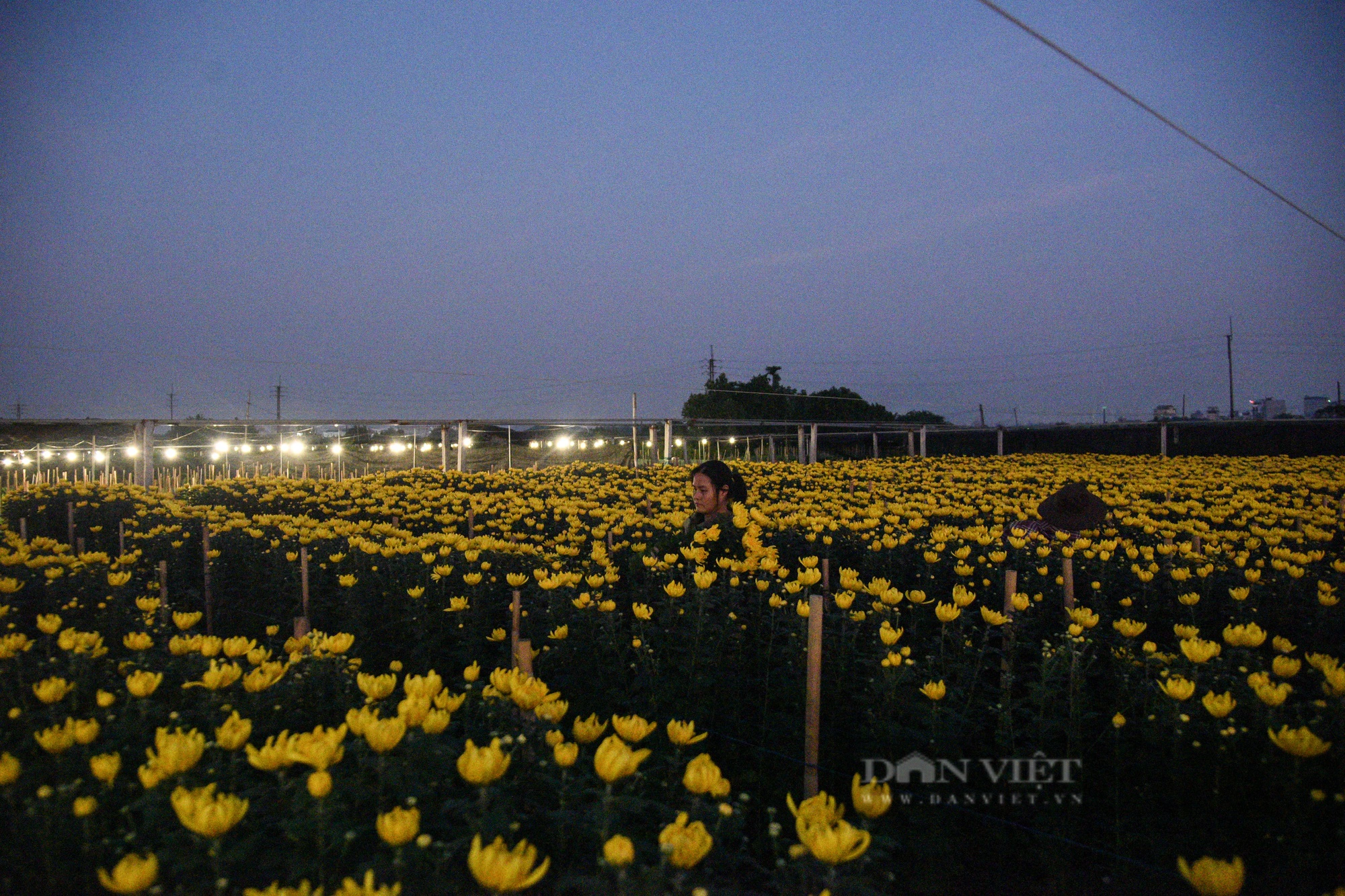 Người trồng hoa ở Hà Nội chong đèn xuyên đêm giữa tiết trời mưa rét lạnh giá- Ảnh 9.