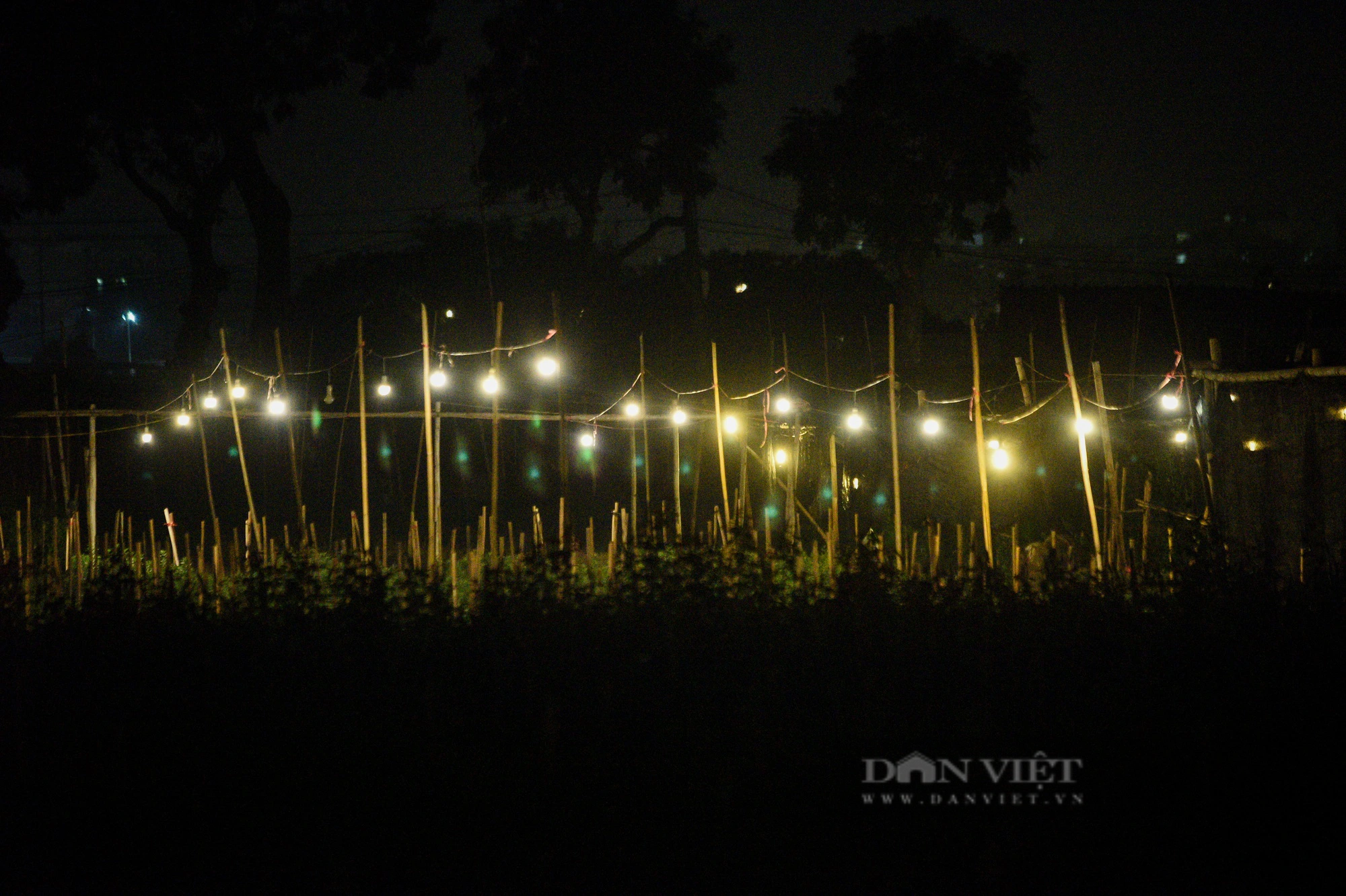 Người trồng hoa ở Hà Nội chong đèn xuyên đêm giữa tiết trời mưa rét lạnh giá- Ảnh 10.