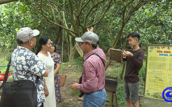 Mở cửa vườn trái cây ngon ở Tiền Giang, đón khách vào xem, thu 45.000 đồng/lượt khách, chủ vườn khá giả