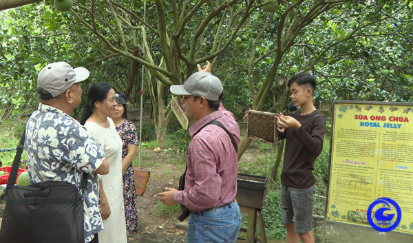 Mở cửa vườn trái cây ngon ở Tiền Giang, đón khách vào xem, thu 45.000 đồng/lượt khách, chủ vườn khá giả - Ảnh 1.