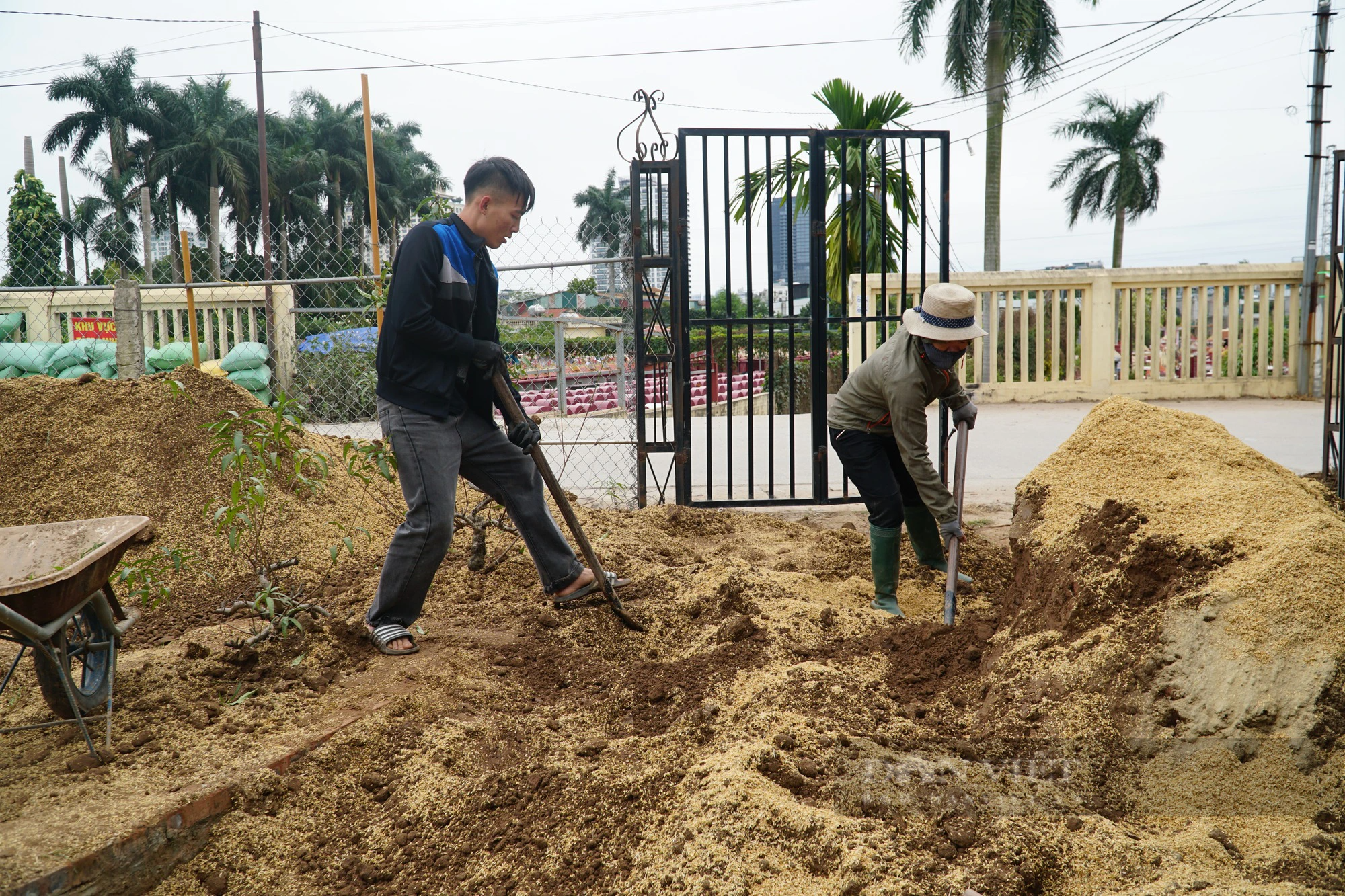 Tại một vườn đào ở phường Nhật Tân, người làm vườn tất bật ủ trấu, trộn đất chờ &quot;đánh đào&quot;. Ảnh: Trung Hiếu.