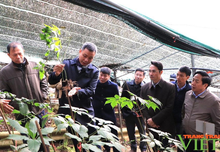 Lai Châu-Sơn La: Chia sẻ kinh nghiệm phát triển cây Sâm Lai Châu gắn với quản lý, bảo vệ, phát triển rừng - Ảnh 2.