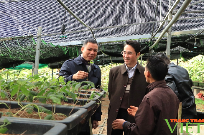 Lai Châu-Sơn La: Chia sẻ kinh nghiệm phát triển cây Sâm Lai Châu gắn với quản lý, bảo vệ, phát triển rừng - Ảnh 3.