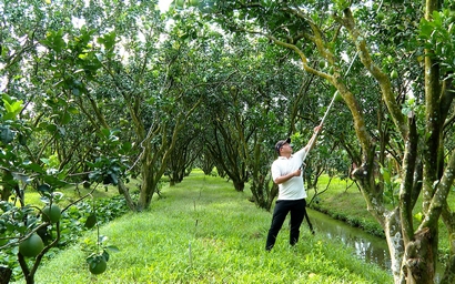 Nhà vườn trồng bưởi đặc sản ở Vĩnh Long đang tất bật chăm cây, dưỡng trái để bán dịp Tết nguyên đán