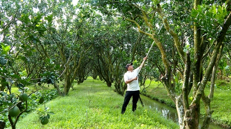 Nhà vườn trồng bưởi đặc sản ở Vĩnh Long đang tất bật chăm cây, dưỡng trái để bán dịp Tết nguyên đán - Ảnh 1.