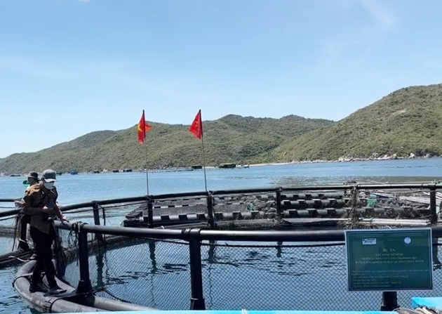 Làm lồng khổng lồ nuôi cá chim vây vàng ở Quảng Ninh, Khánh Hòa, thu lời lớn - Ảnh 1.