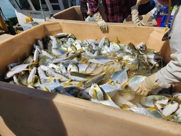 Làm lồng khổng lồ nuôi cá chim vây vàng ở Quảng Ninh, Khánh Hòa, thu lời lớn - Ảnh 4.