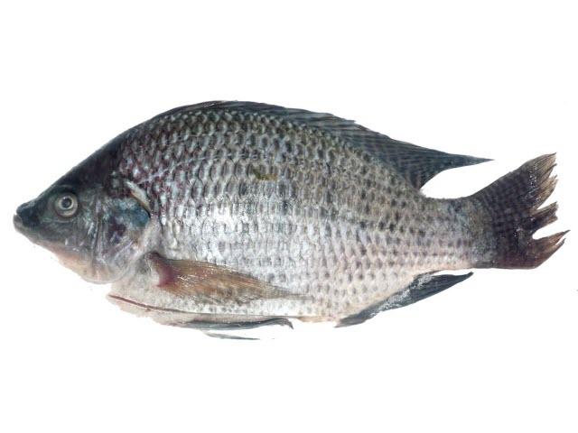 Loại cá nước ngọt, giá rẻ, dễ mua lại là nguyên liệu được lựa chọn hàng đầu để nấu bún cá thơm ngon - Ảnh 1.