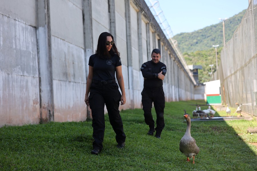 Độc dị những chú ngỗng được dùng để canh gác nhà tù ở Brazil - Ảnh 5.