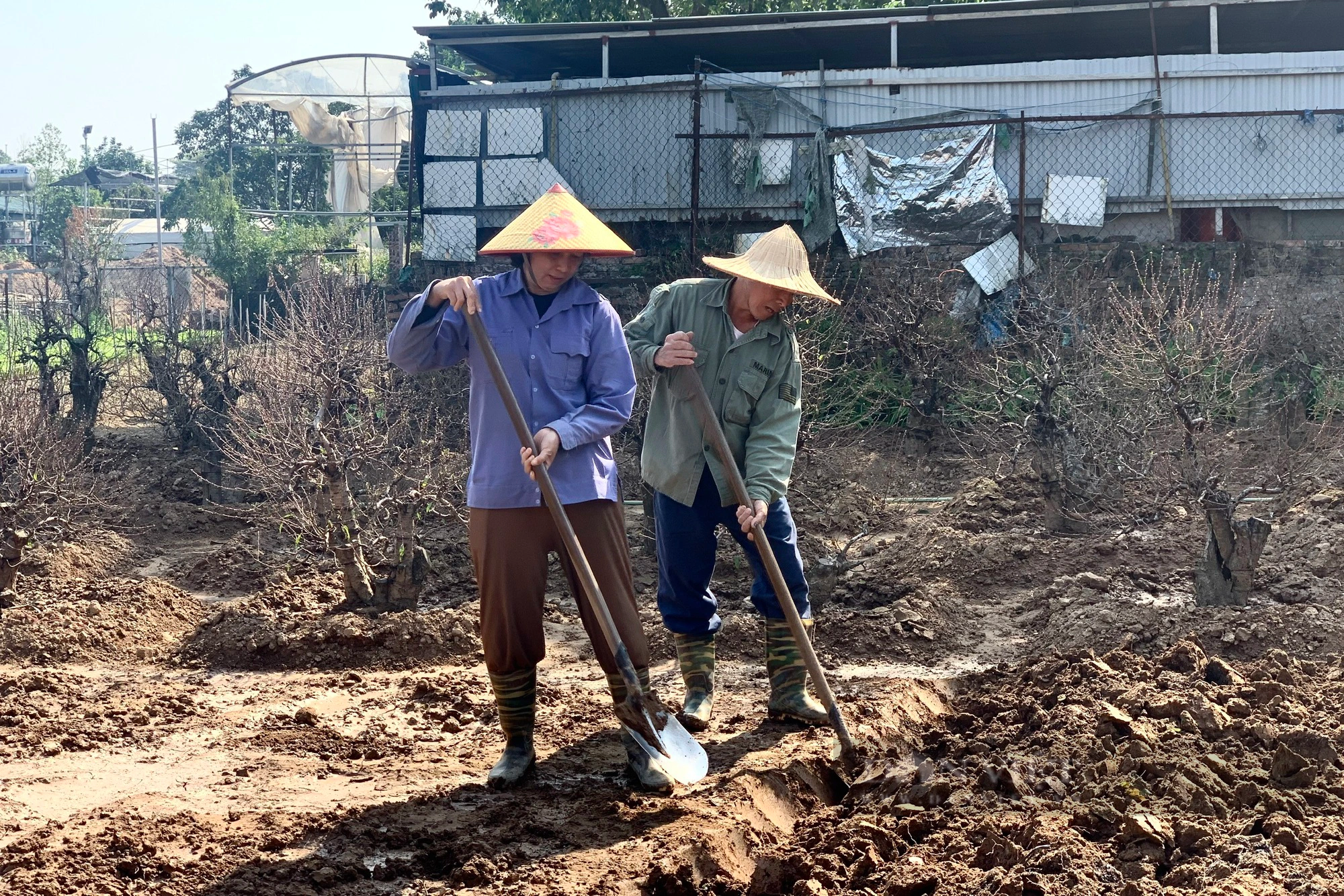 Xới đất, đánh gốc đào thuê, nông dân Thủ đô tranh thủ kiếm nửa triệu mỗi ngày  - Ảnh 2.