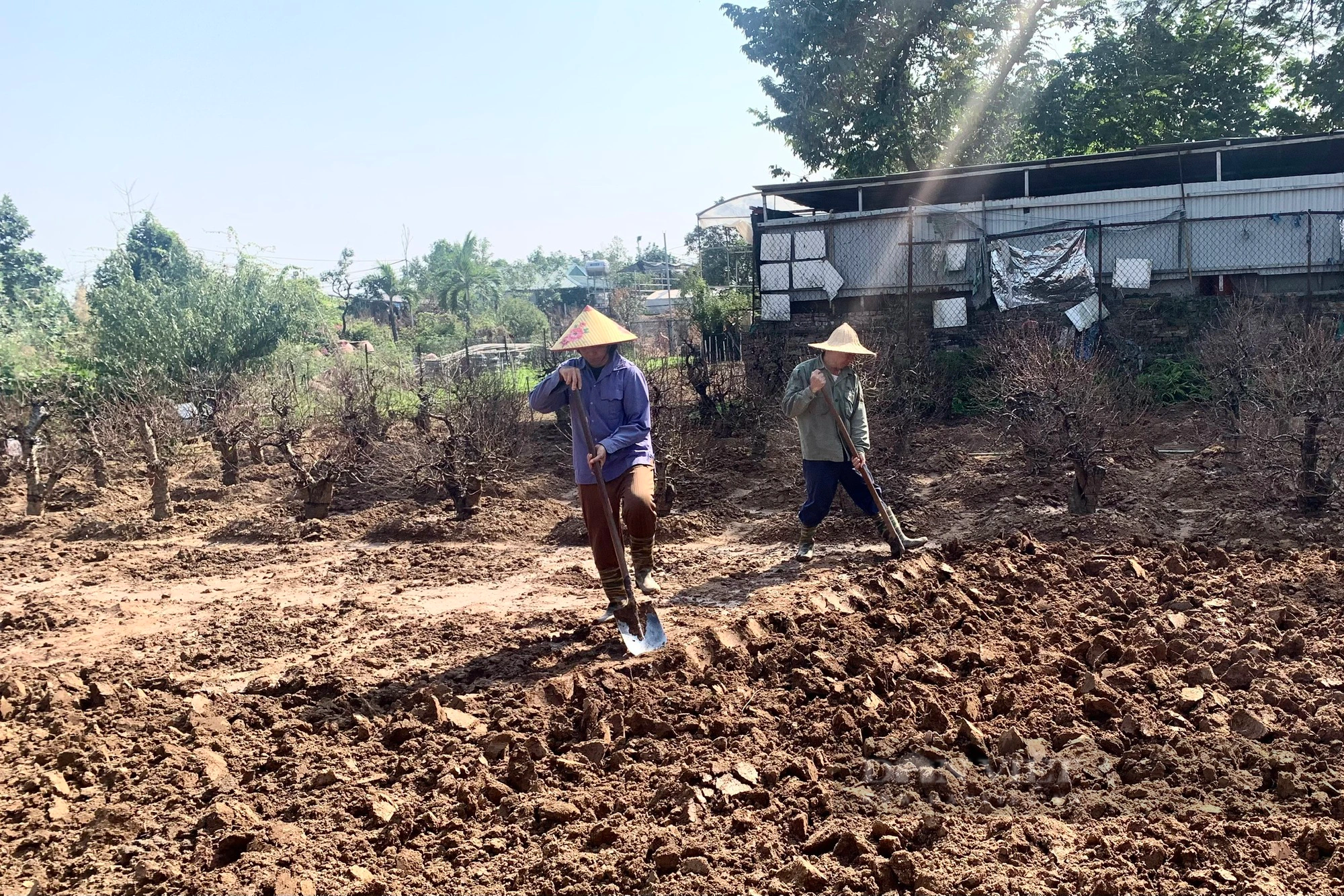 Xới đất, đánh gốc đào thuê, nông dân Thủ đô tranh thủ kiếm nửa triệu mỗi ngày  - Ảnh 3.