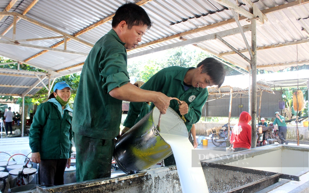Công nhân Nông trường cao su Tân Hiệp (Công ty CP Cao su Tân Biên, tỉnh Tây Ninh) tập kết mủ đạt chứng nhận rừng bền vững. Ảnh: Nguyên Vỹ