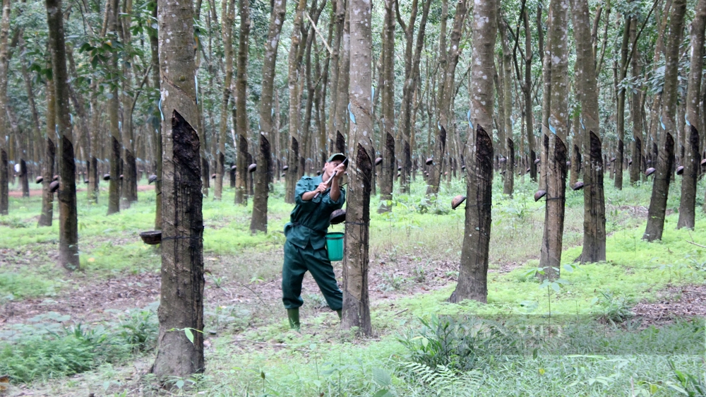Vườn cao su của Công ty CP cao su Tây Ninh đã thực hiện xong phương án Quản lý rừng bền vững, Chứng chỉ rừng. Ảnh: Nguyên Vỹ