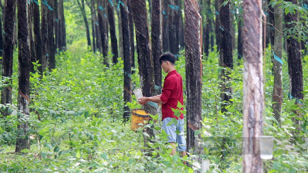 Cao su tiểu điền của nông dân tỉnh Tây Ninh. Ảnh: Nguyên Vỹ