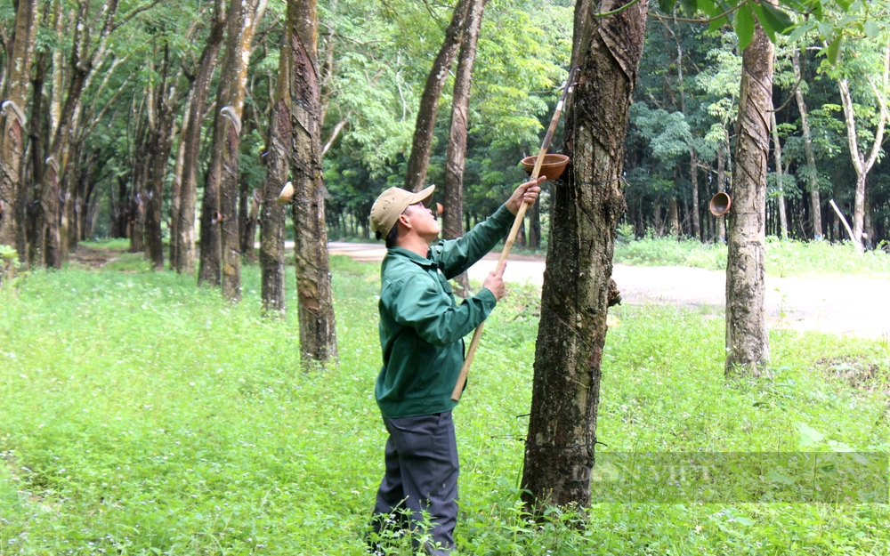 Các doanh nghiệp cần chủ động phát triển nguồn nguyên liệu gỗ bền vững cho mình. Ảnh: Nguyên Vỹ