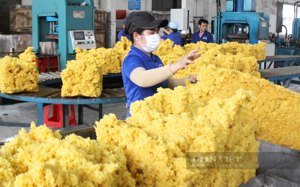 Chế biến cao su nguyên liệu thành phẩm để xuất khẩu tại Công ty CP cao su Phước Hòa (tỉnh Bình Dương). Ảnh: Nguyên Vỹ