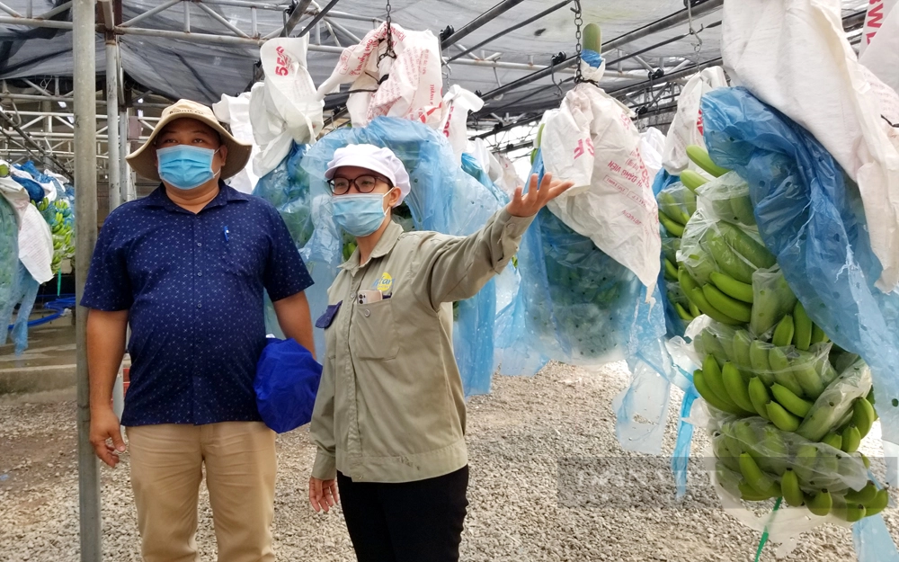 Công ty TNHH MTV Cao su Dầu Tiếng (Bình Dương) liên kết thực hiện dự án trồng chuối công nghệ cao để nâng cao hiệu quả sử dụng đất. Ảnh: Nguyên Vỹ