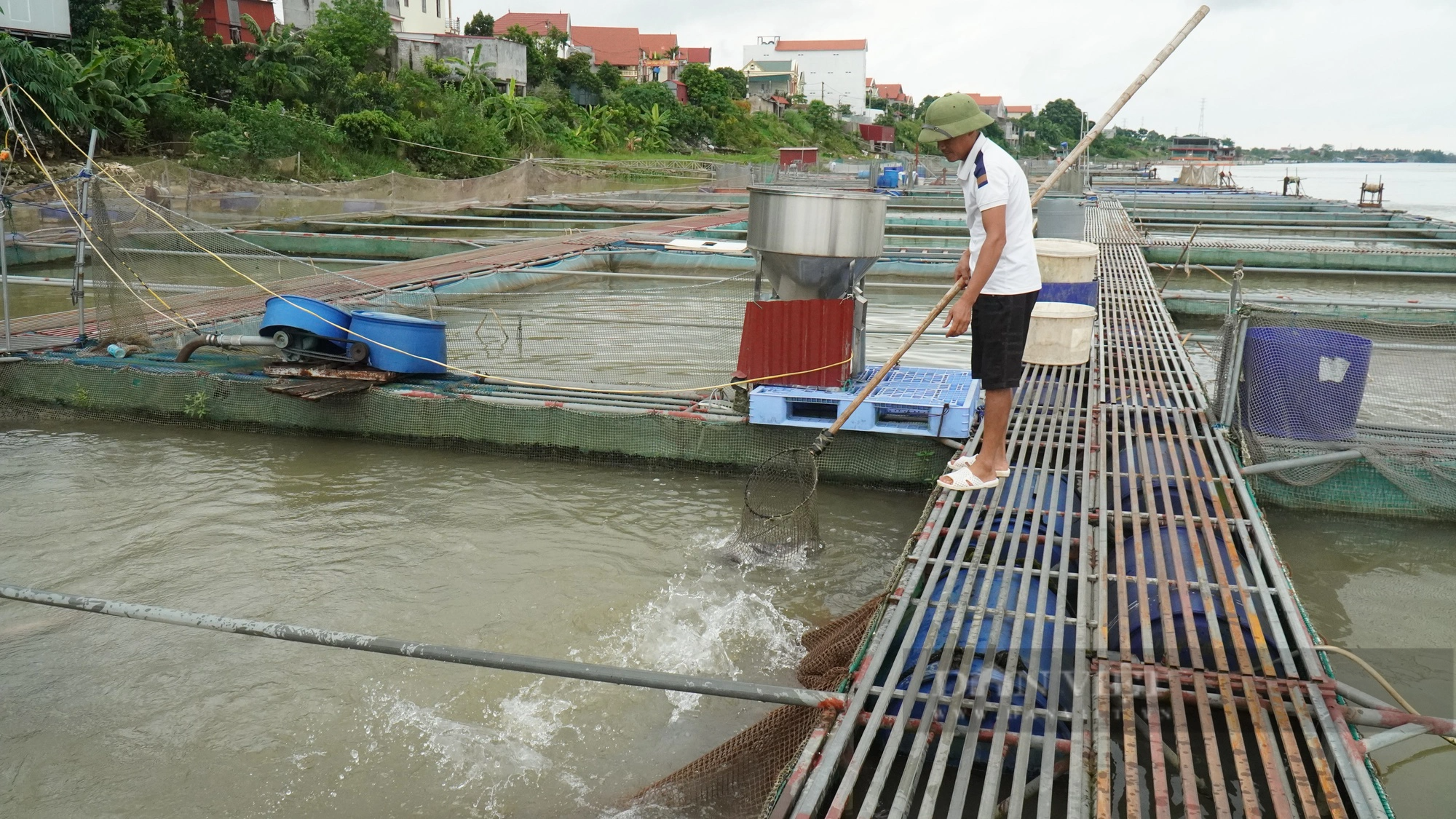 Nuôi cá lồng trên sông cho thu nhập cao, Bắc Ninh hướng vào nuôi cá đặc sản - Ảnh 1.
