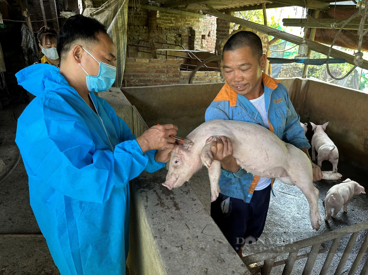 Chủ động phòng chống dịch, đàn lợn, gà ở Bắc Ninh tăng trưởng mạnh - Ảnh 1.