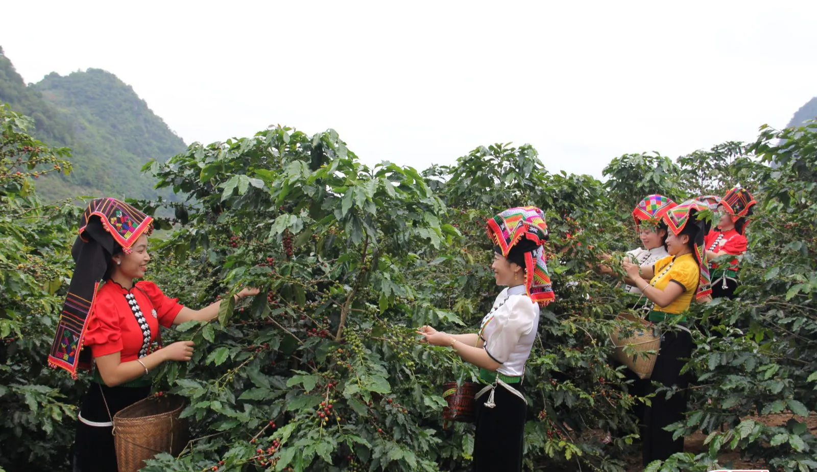 Sơn La có một loại hạt quý, được đánh giá ngon nhất nước, nhiều người phải nhờ người đặt mua mới có - Ảnh 1.