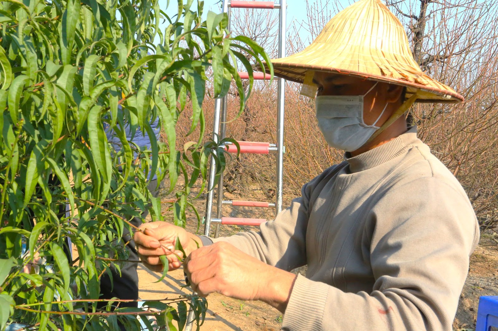 Người dân làng Nhật Tân tiết lộ bí quyết chăm sóc để đào nở đúng dịp Tết  - Ảnh 1.