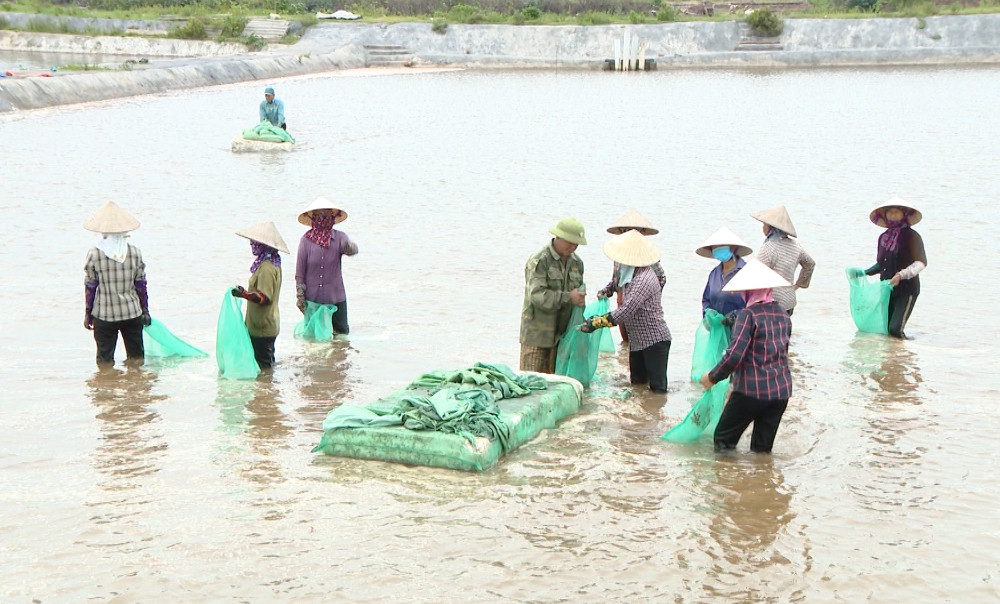 Thái Bình: Tiếp tục tăng trưởng toàn diện lĩnh vực thủy sản - Ảnh 2.