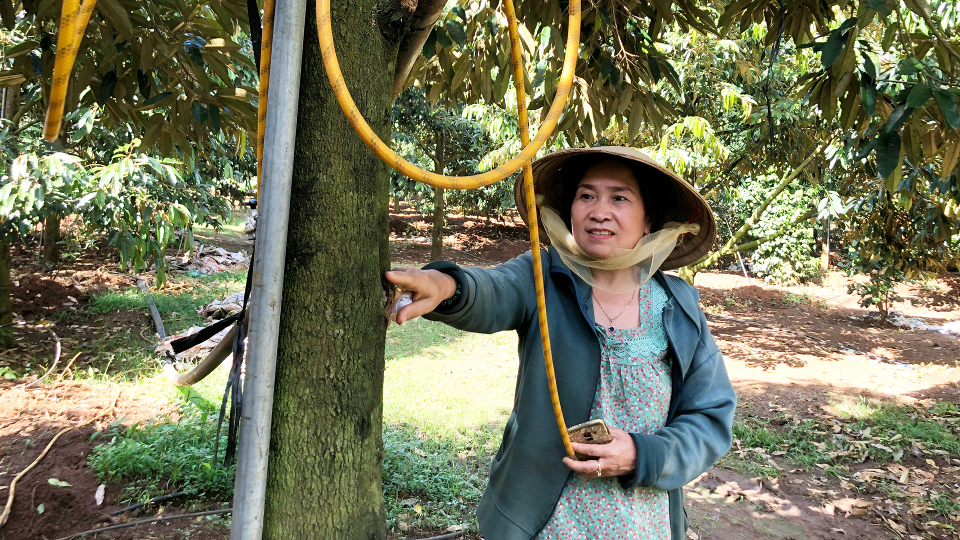 Trồng 2,8 ha một loài cây đặc sản áp dụng công nghệ cao ở Lâm Đồng, nhiều người tò mò muốn xem - Ảnh 1.