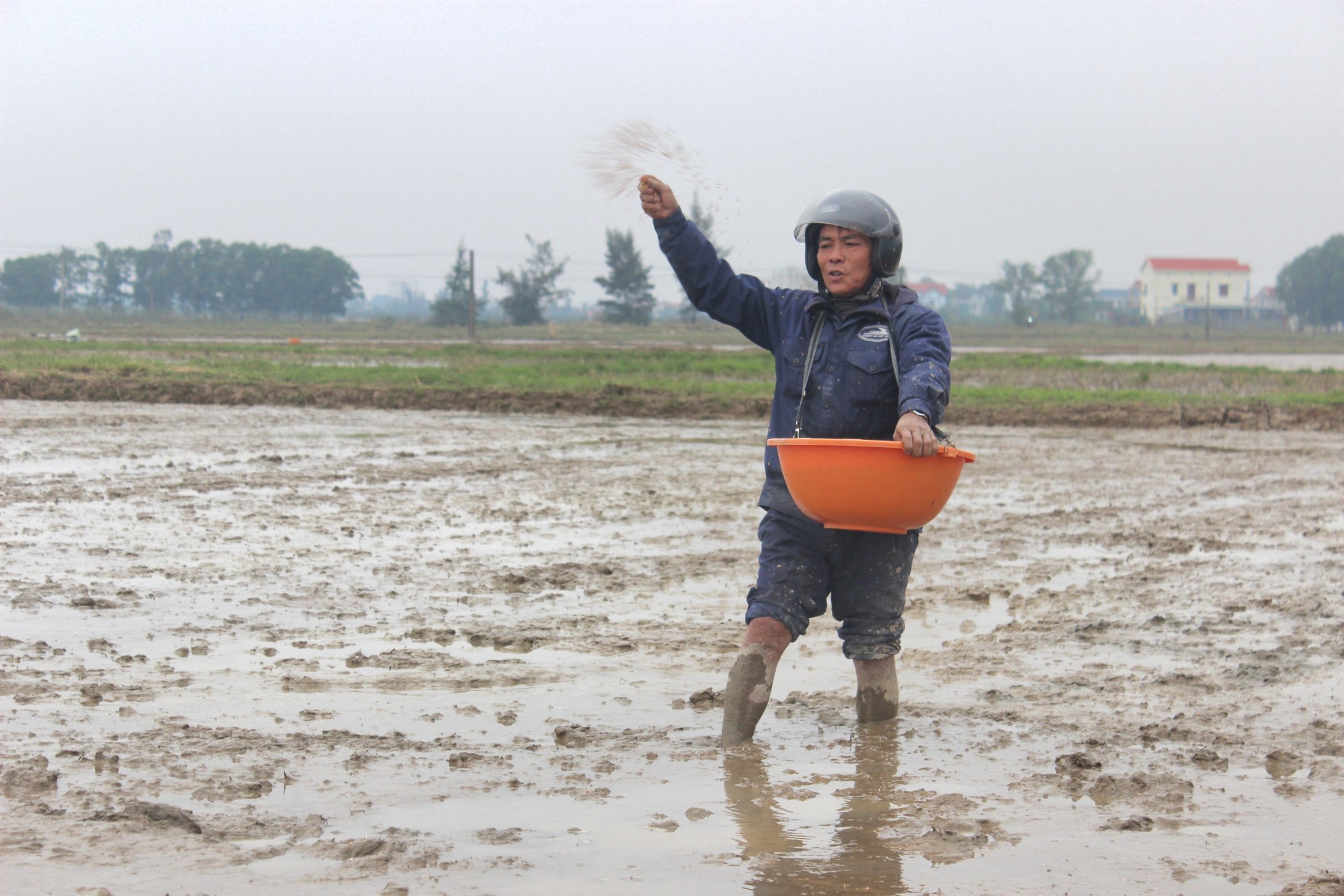 Nông dân Quảng Bình ra đồng trong giá rét cuối năm, kỳ vọng vụ mùa bội thu trên cánh đồng liên kết - Ảnh 1.