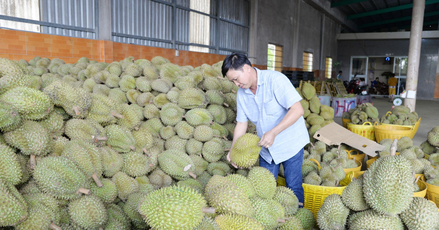 Thông tin nông sản Việt Nam xuất khẩu sang Trung Quốc phải có giấy chứng nhận của GACC là giả mạo - Ảnh 1.