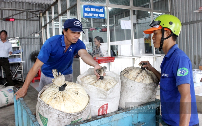 Điểm thu mua mủ cao su tiểu điền của Công ty CP Cao su Phước Hòa (Bình Dương). Ảnh: Nguyên Vỹ