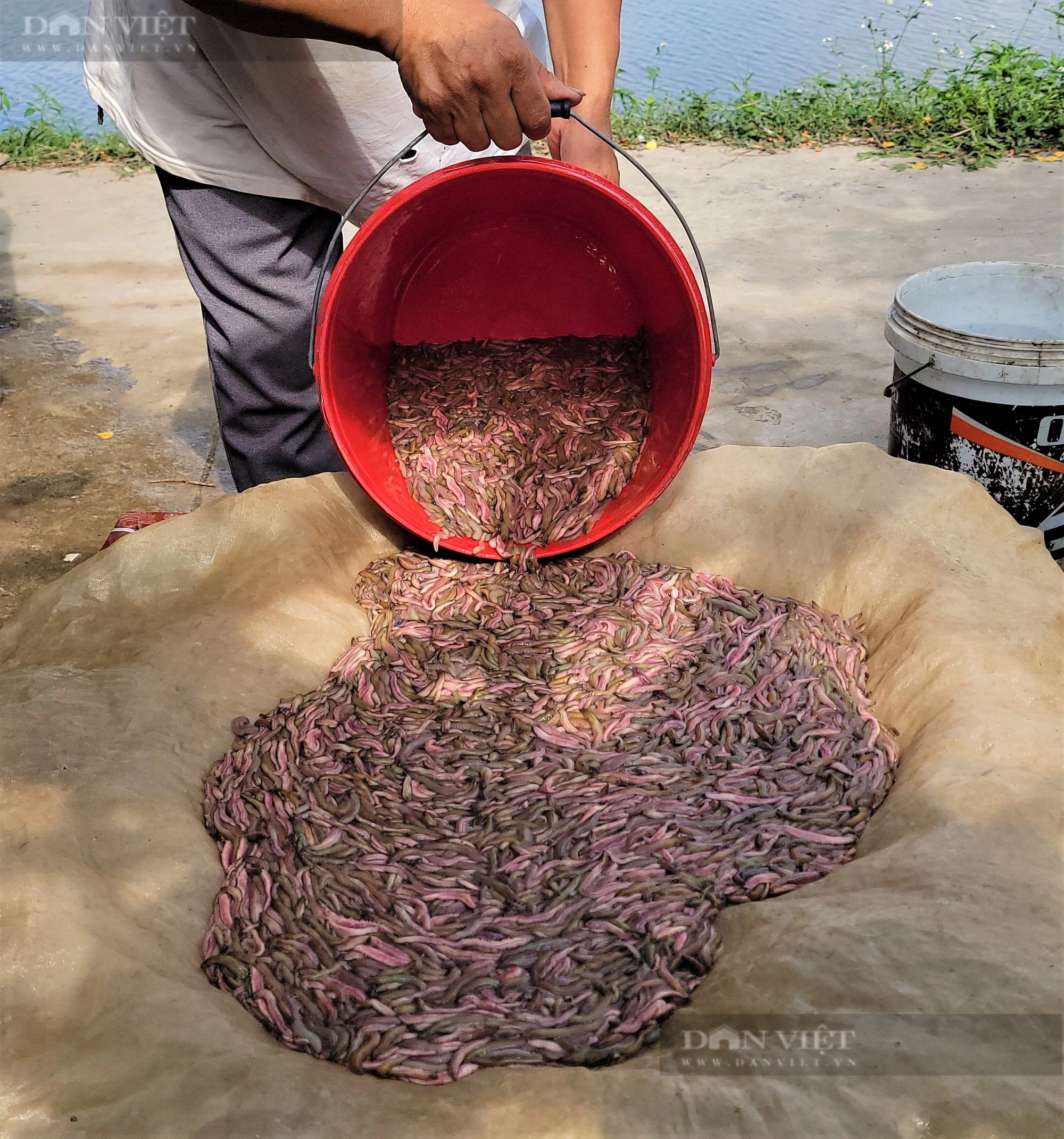 Vì sao đổ ngô, đậu tương xuống ao, nông dân Vĩnh Lập ở Thanh Hà - Hải Dương lại thu tiền tỷ từ con rươi? - Ảnh 3.